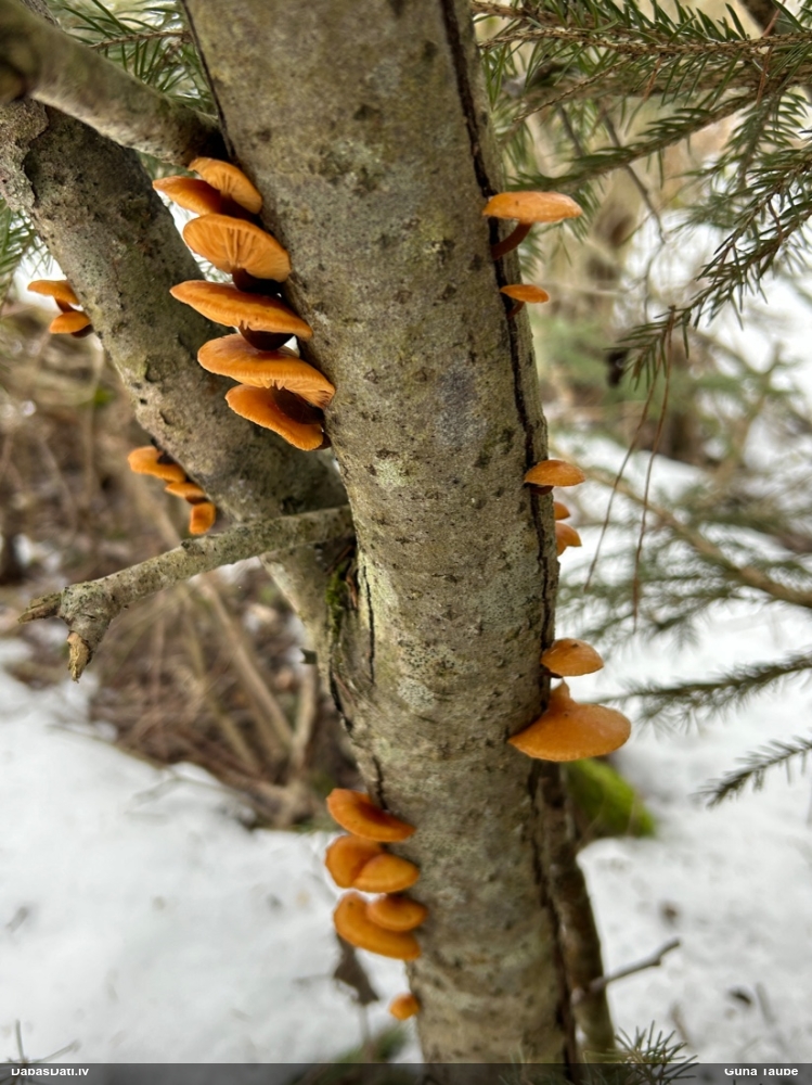 Samtainā ziemene (ziemas celmene)