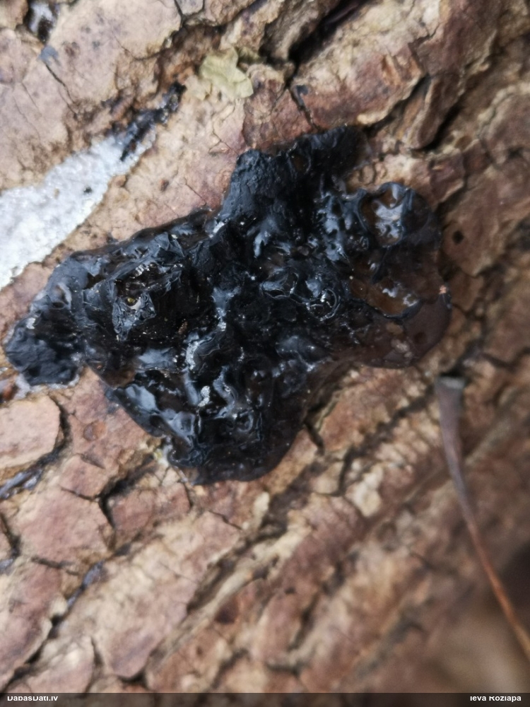 Black Jelly Roll