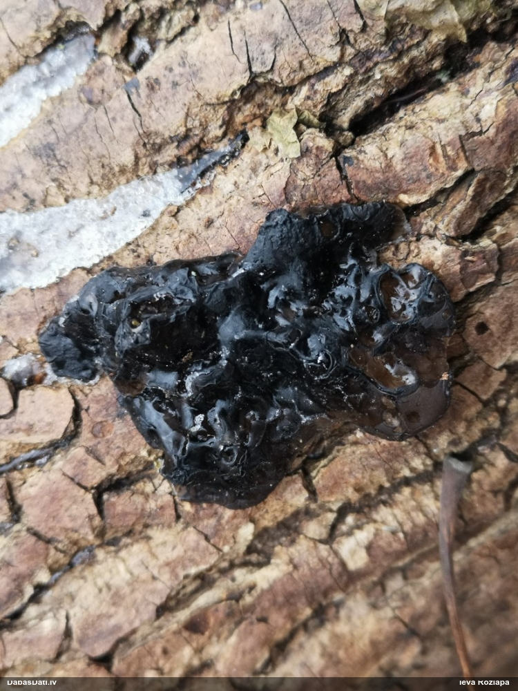 Black Jelly Roll