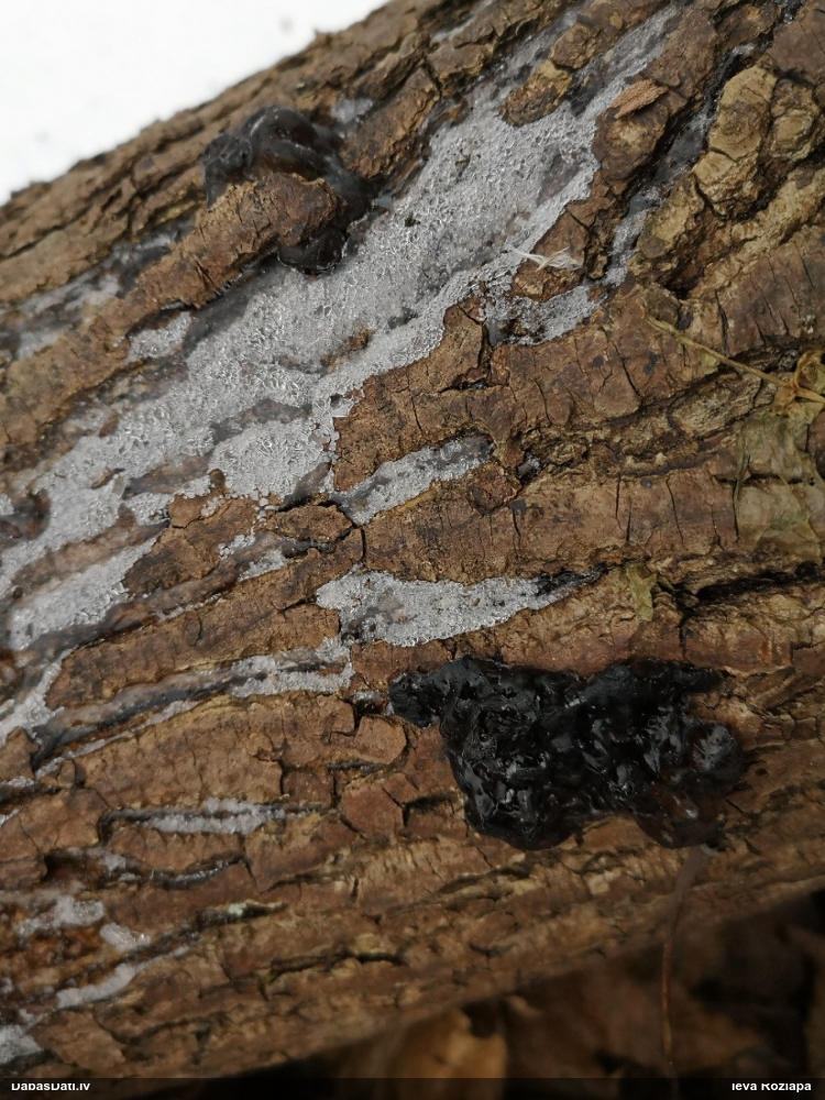 Black Jelly Roll