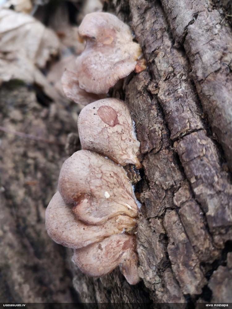 Sānause Pleurotus sp.