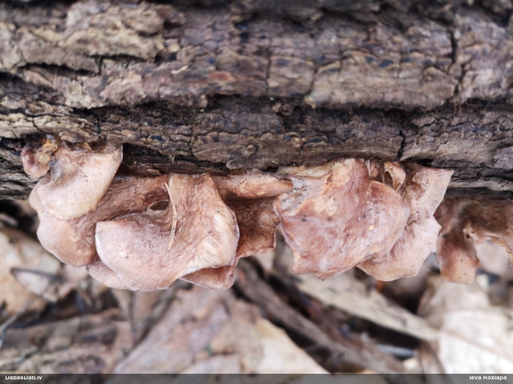 Sānause Pleurotus sp.