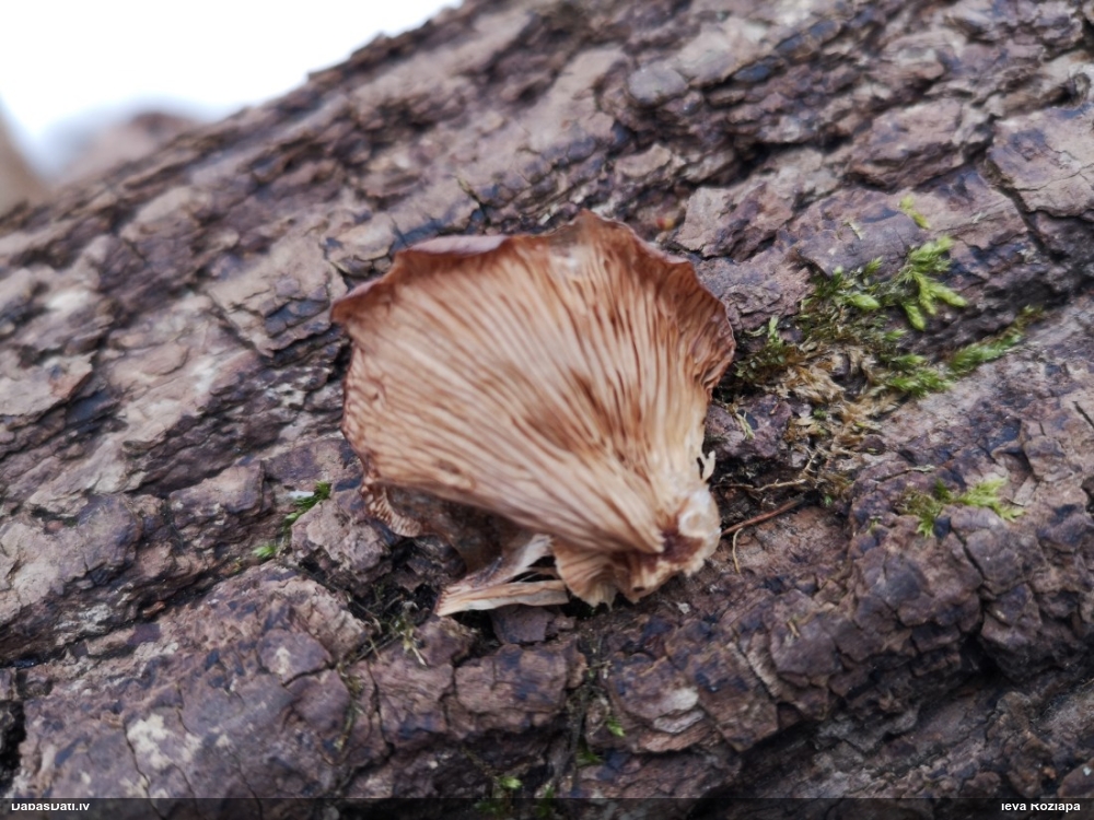 Sānause Pleurotus sp.