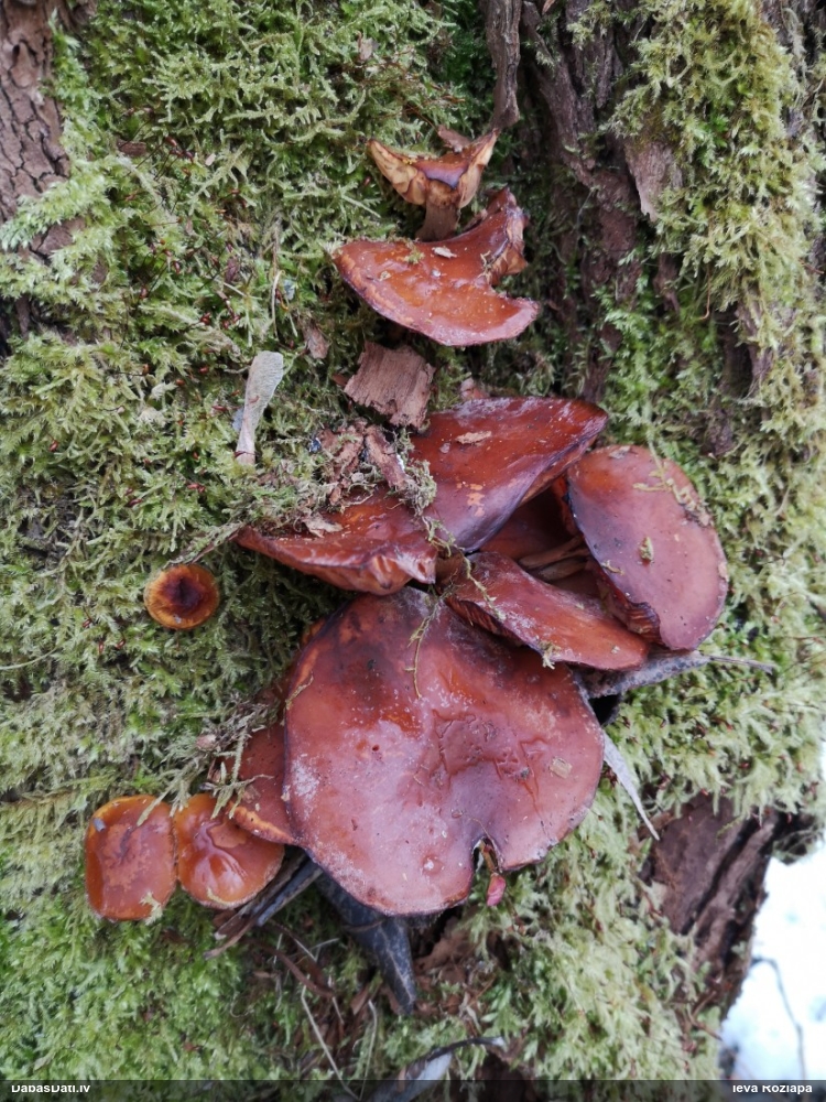 Samtainā ziemene (ziemas celmene)