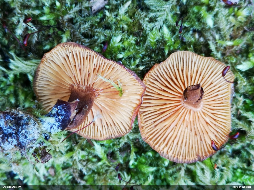 Samtainā ziemene (ziemas celmene)