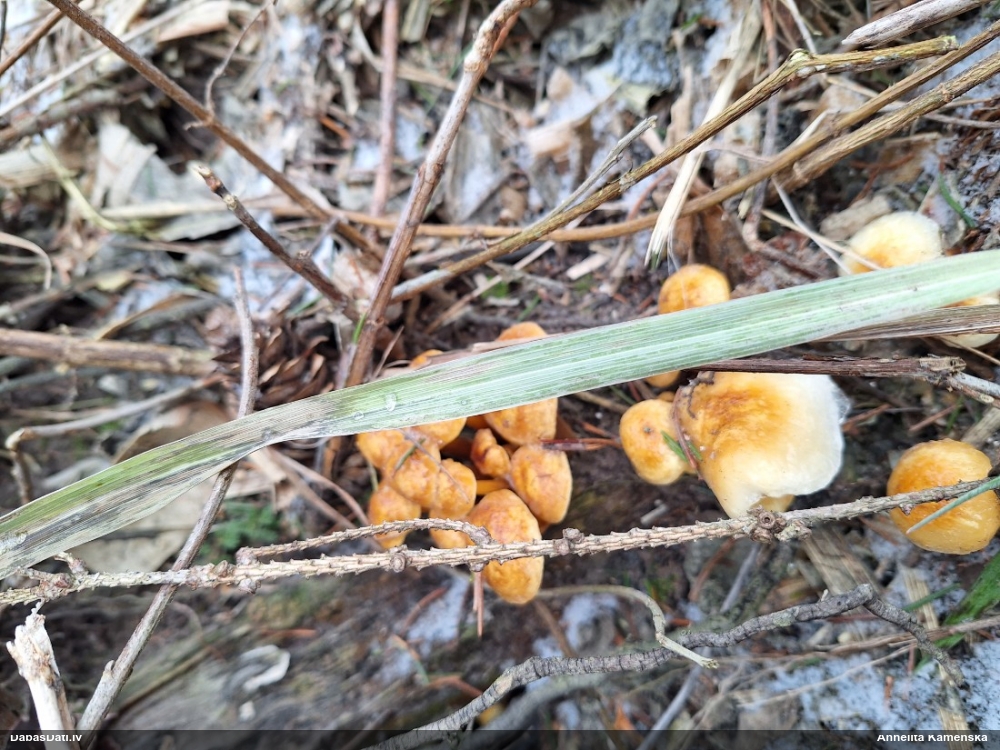 Samtainā ziemene (ziemas celmene)