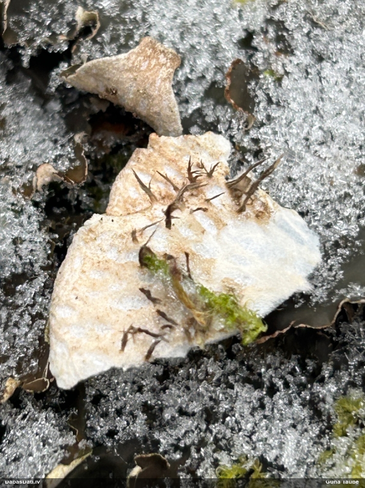 Peltīgera (nenoteikta)