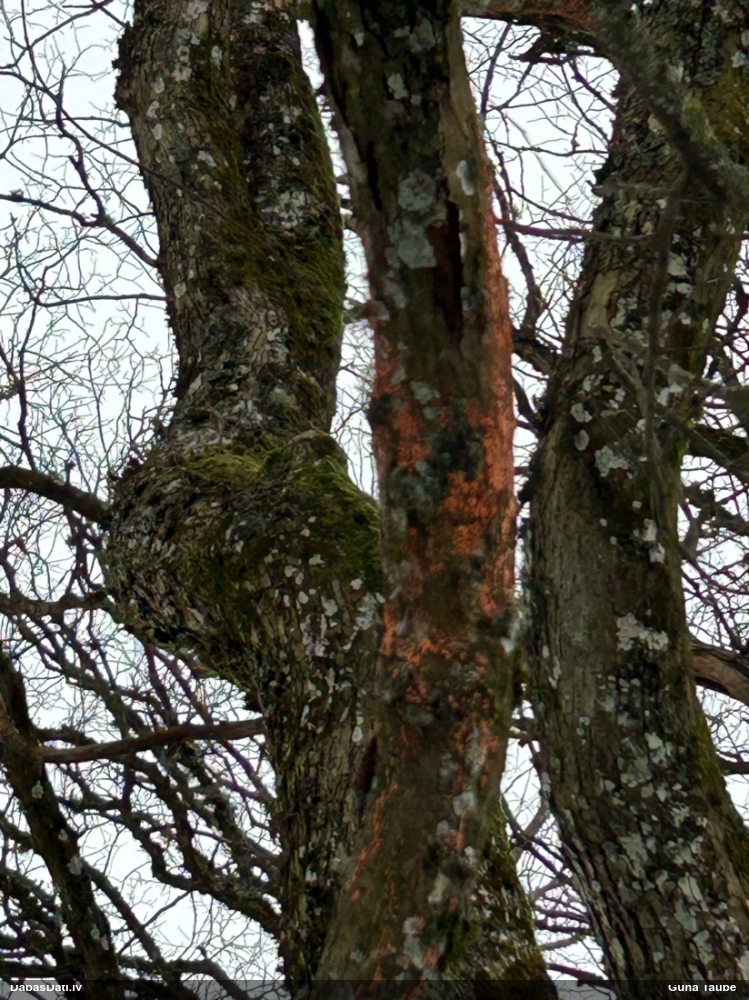 Lapkoku sarkankārpainība