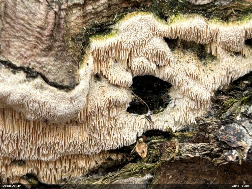 Piepe (nenoteikta)