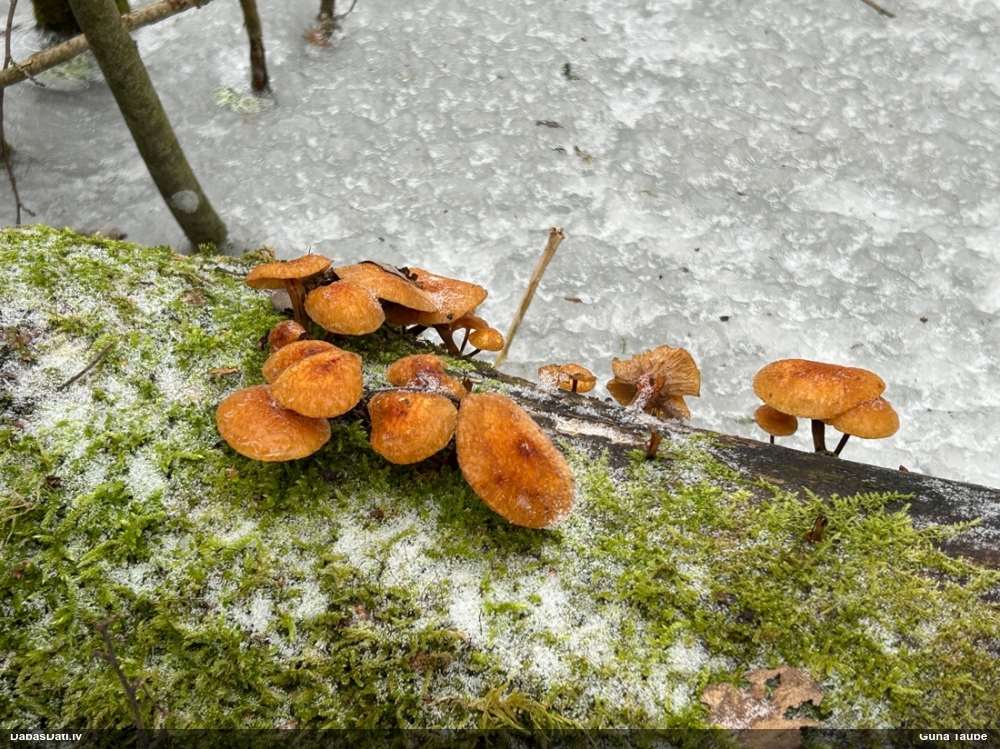Samtainā ziemene (ziemas celmene)