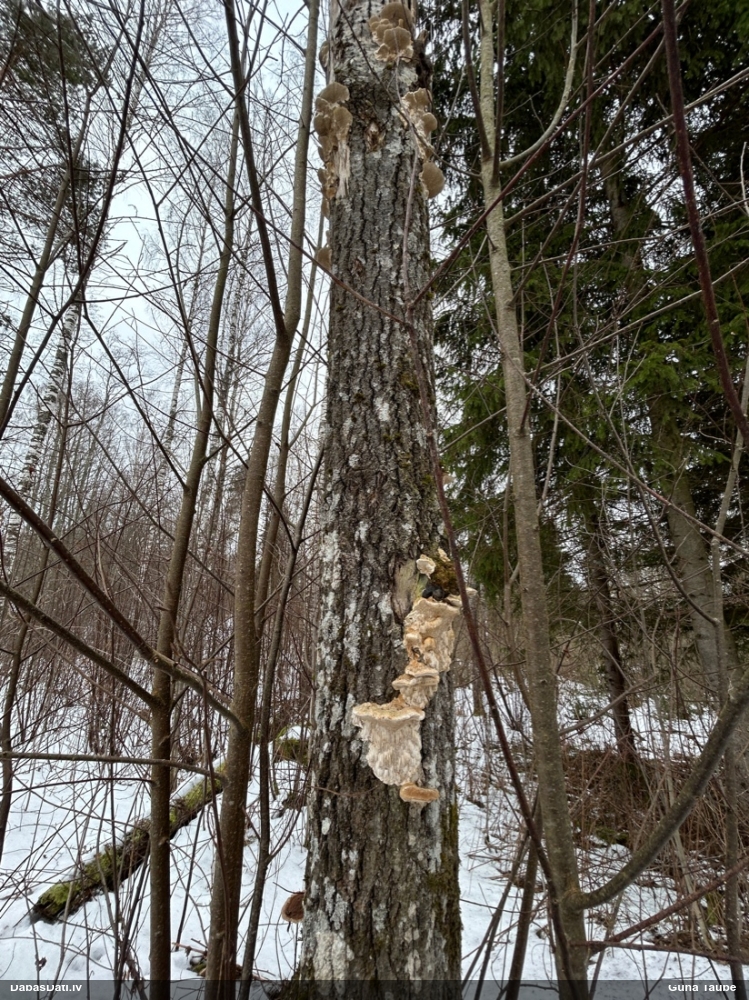 Krāšņā sarene