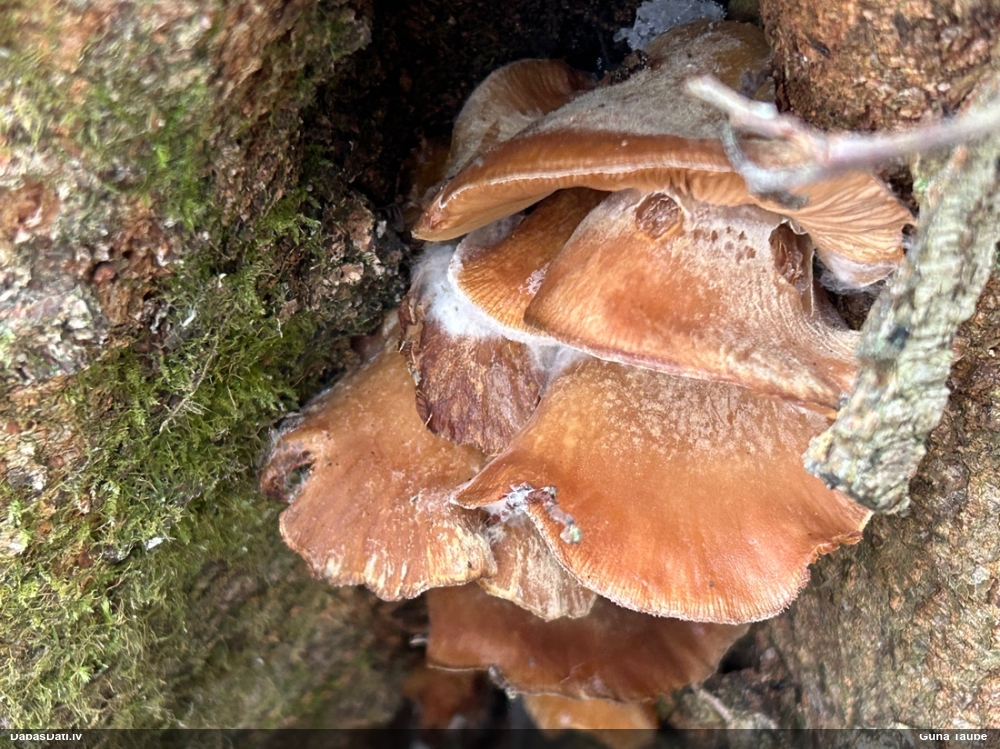 Vēlā pundurkamolene