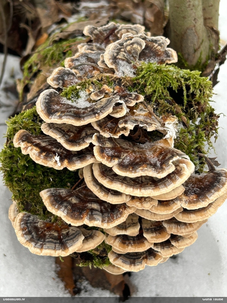 Raibā tauriņpiepe