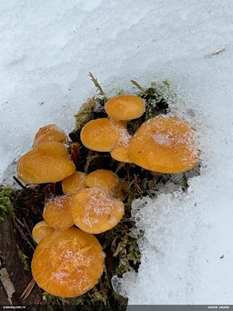 Samtainā ziemene (ziemas celmene)