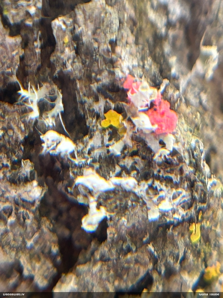 Sēne Illosporiopsis christiansenii