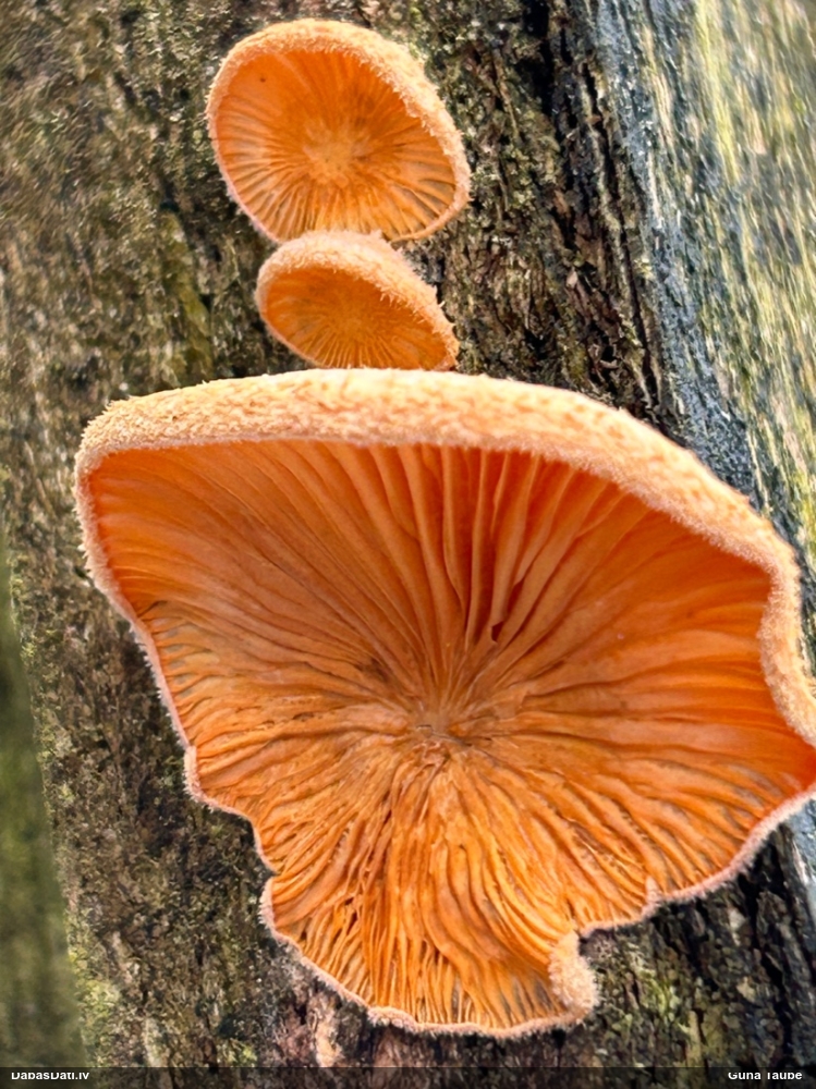 Oranžā puslocene