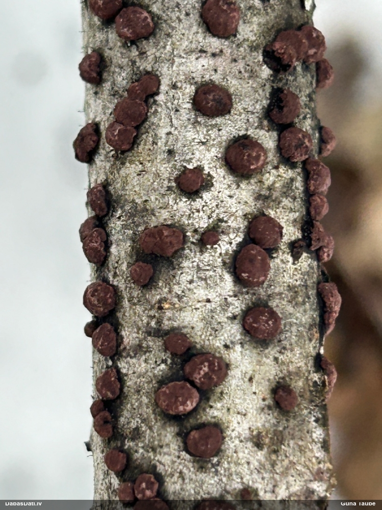 Sēne Hypoxylon fuscum