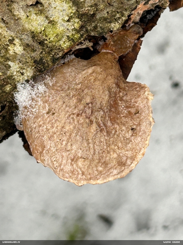 Vēlā pundurkamolene