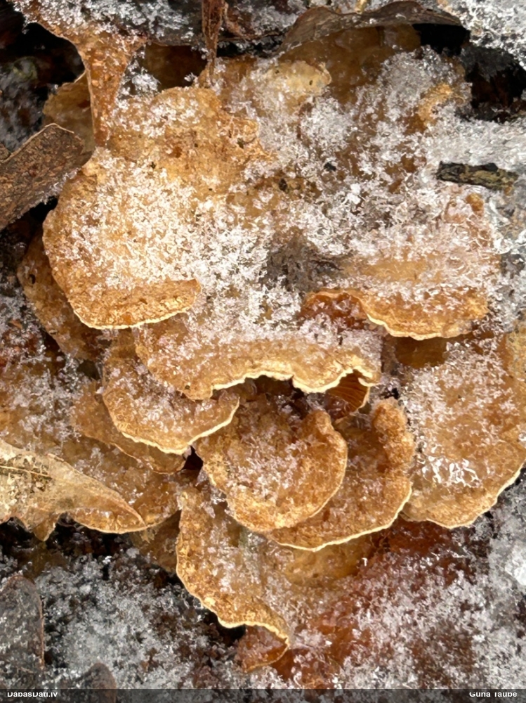 Sūrā pundurkamolene