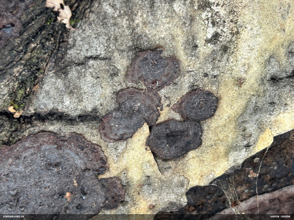 Sēne Punctularia strigosozonata