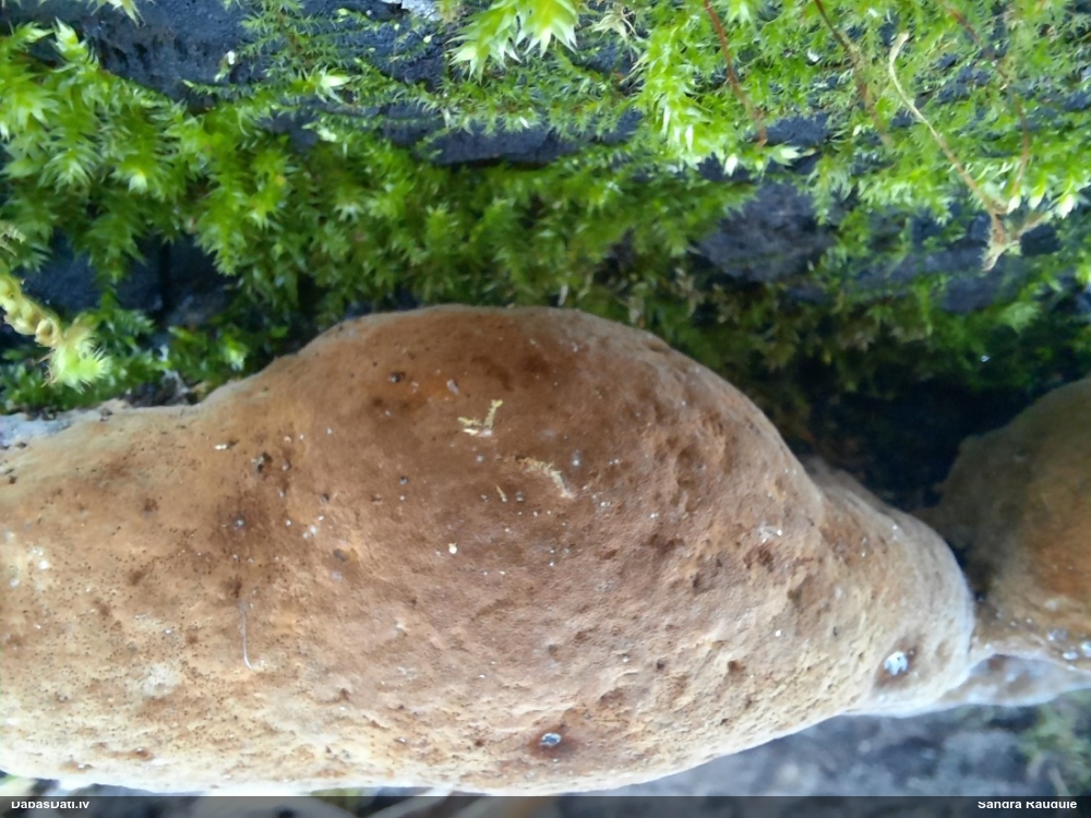 Cietpiepe (nenoteikta)