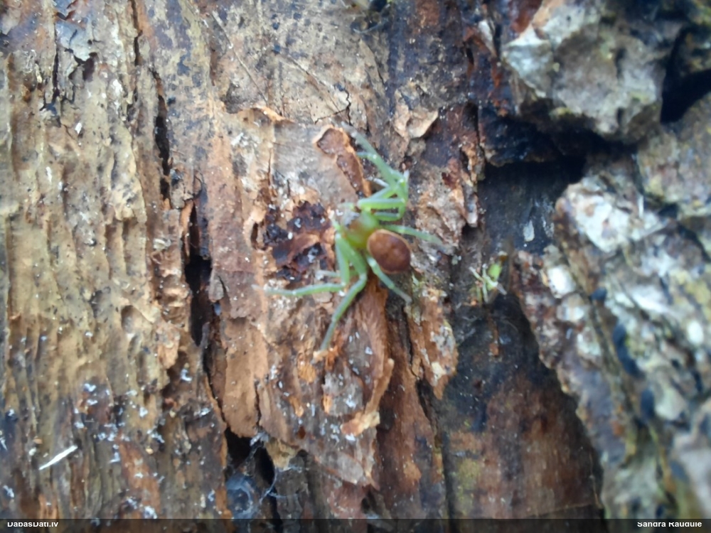Krabjzirneklis Diaea dorsata