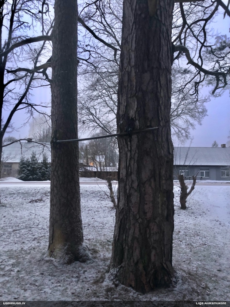 Parastā priede