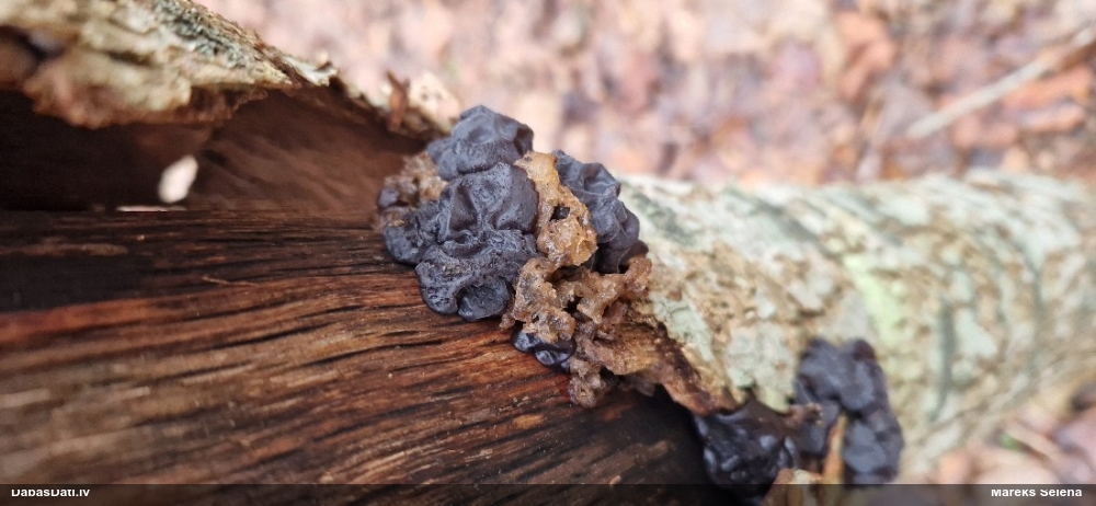 Black Jelly Roll