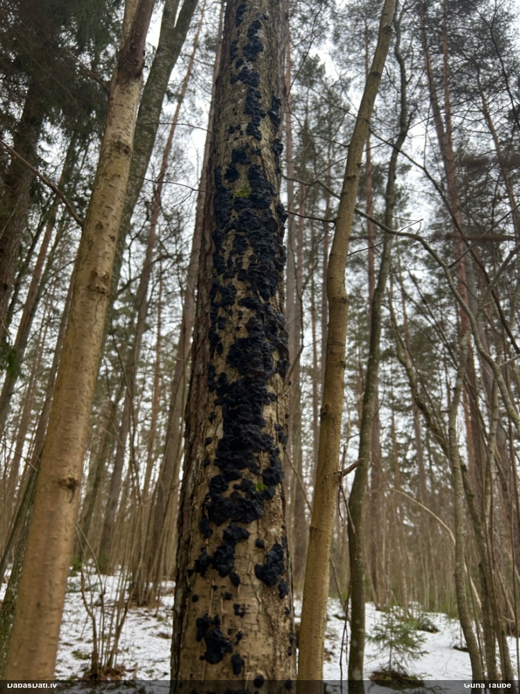 Black Jelly Roll