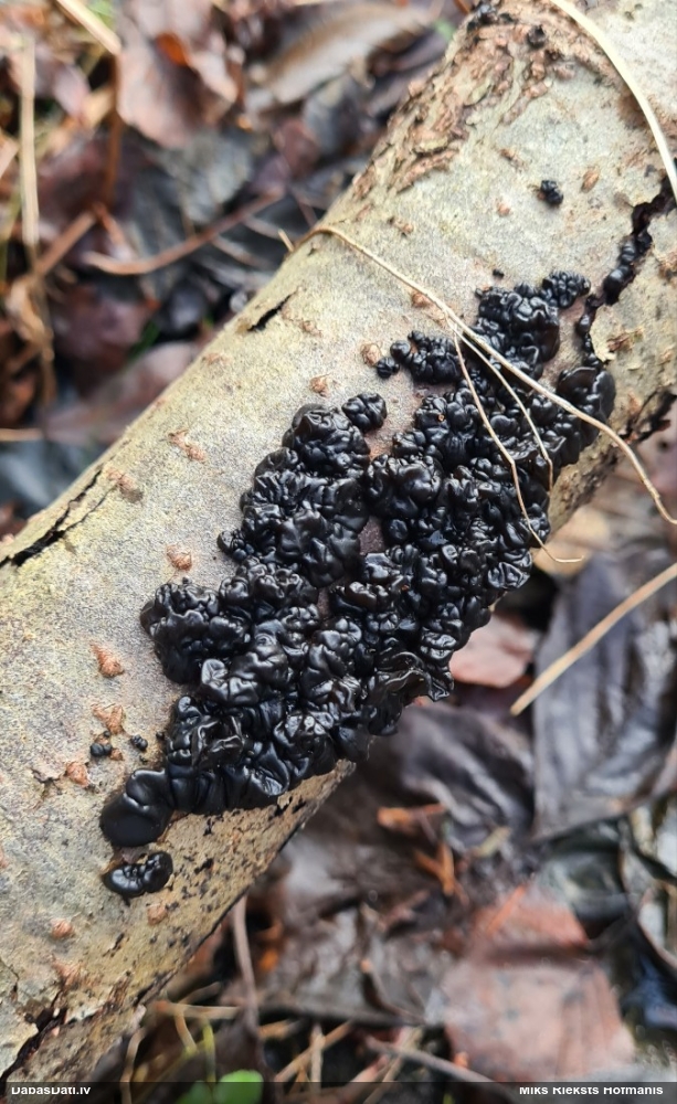 Black Jelly Roll