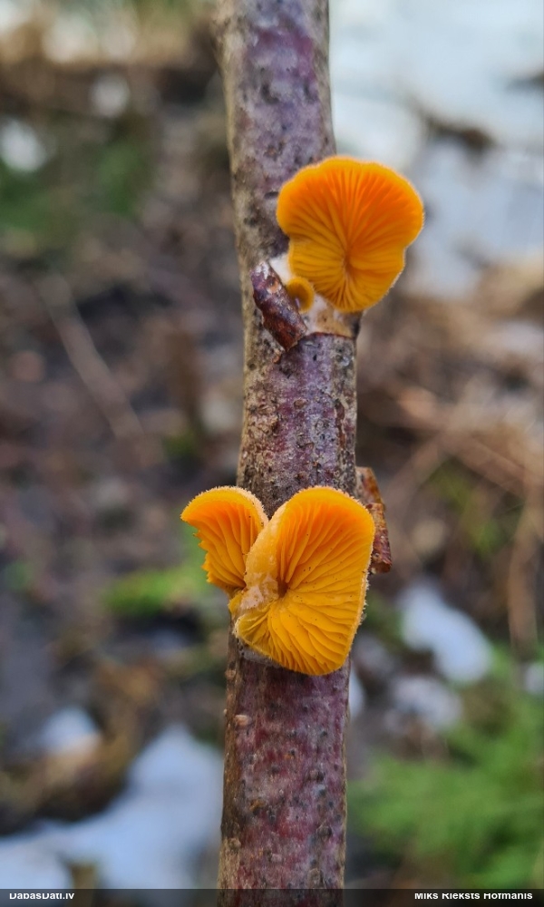 Oranžā puslocene