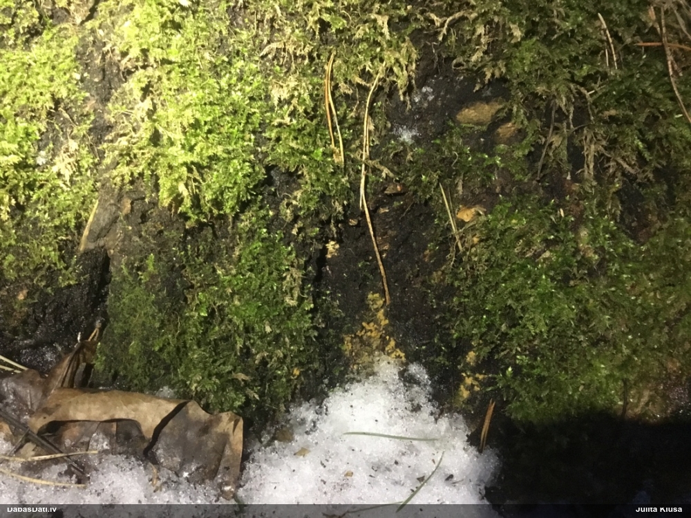 Daudzveidīgā trihija