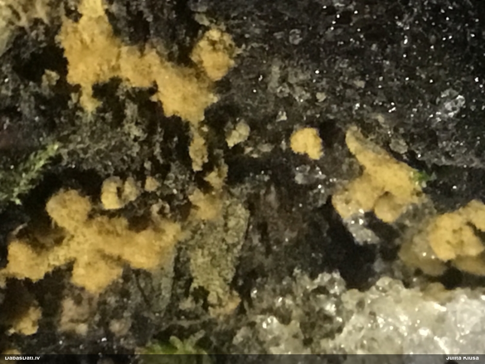 Daudzveidīgā trihija