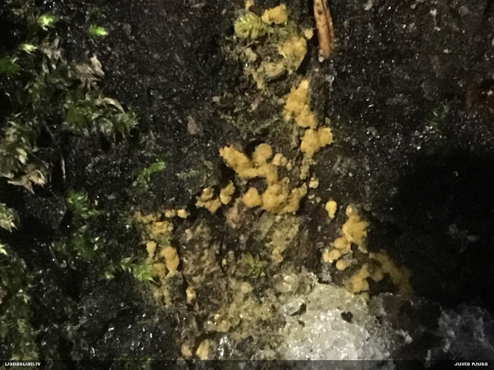 Daudzveidīgā trihija