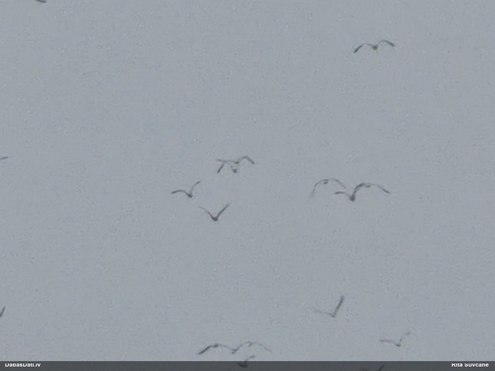 Kaija Larus sp.