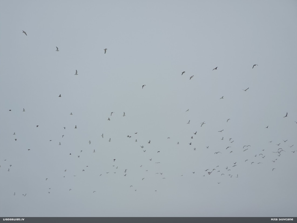 Kaija Larus sp.