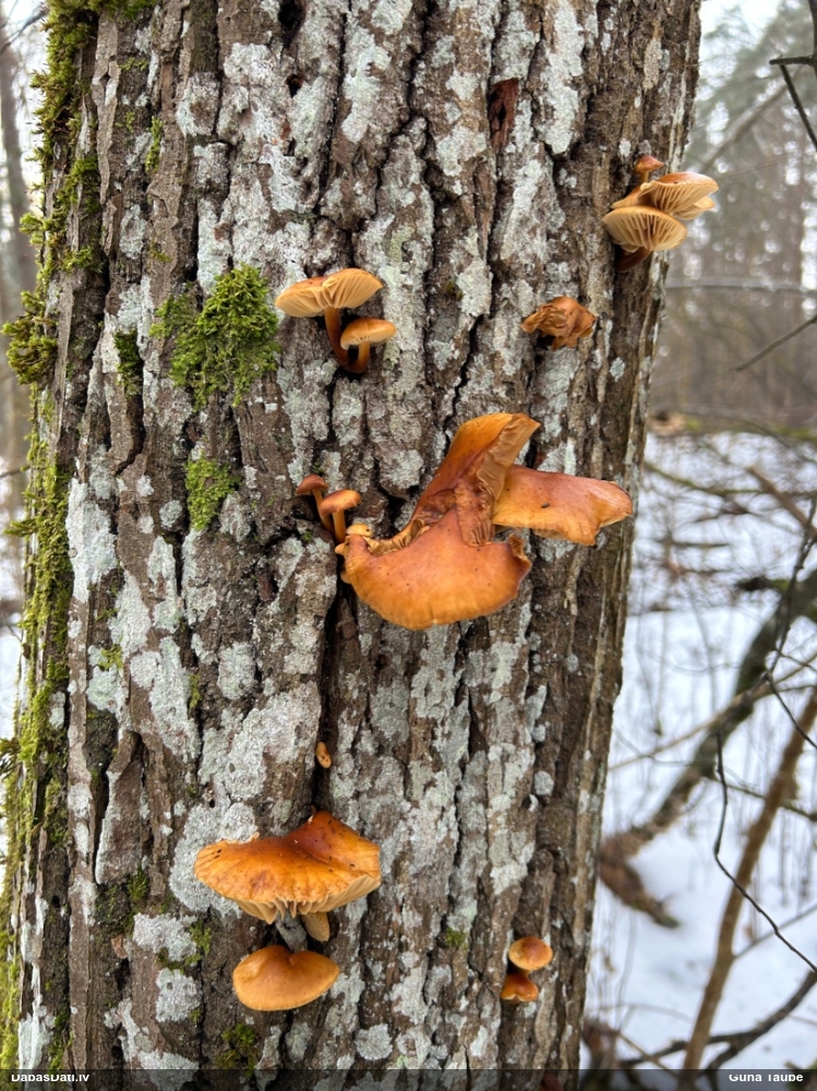 Samtainā ziemene (ziemas celmene)