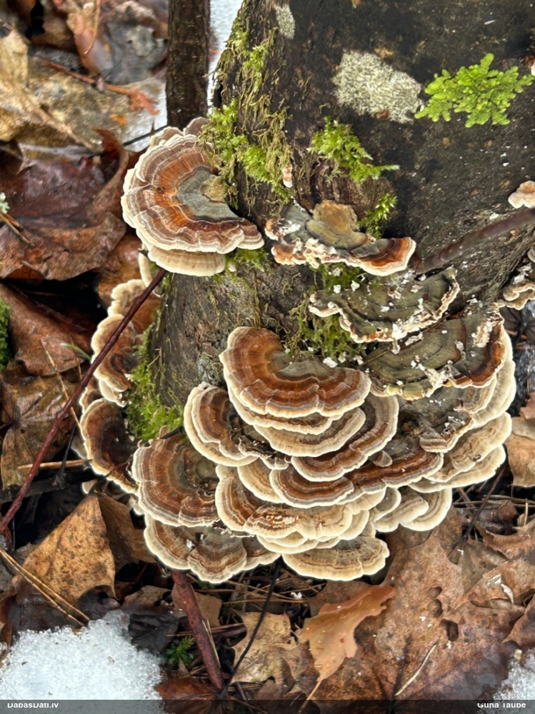 Raibā tauriņpiepe