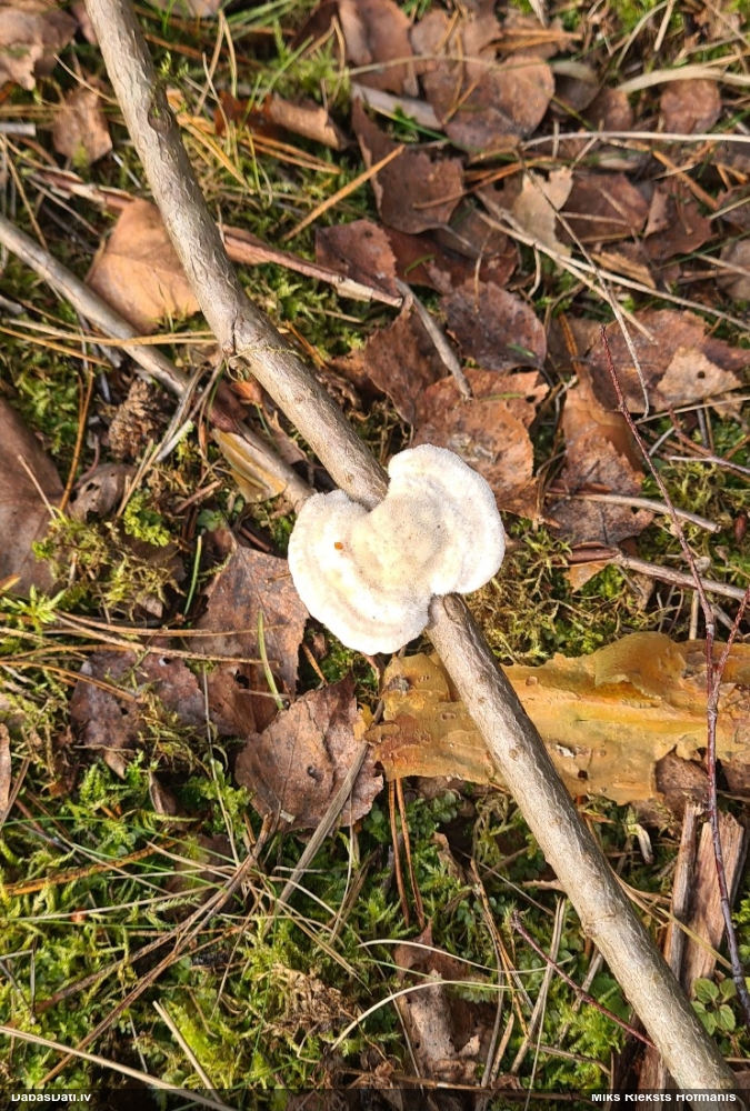 Piepe (nenoteikta)