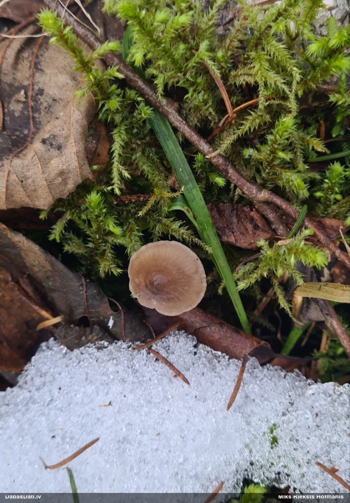 Sēntiņa (nenoteikta)