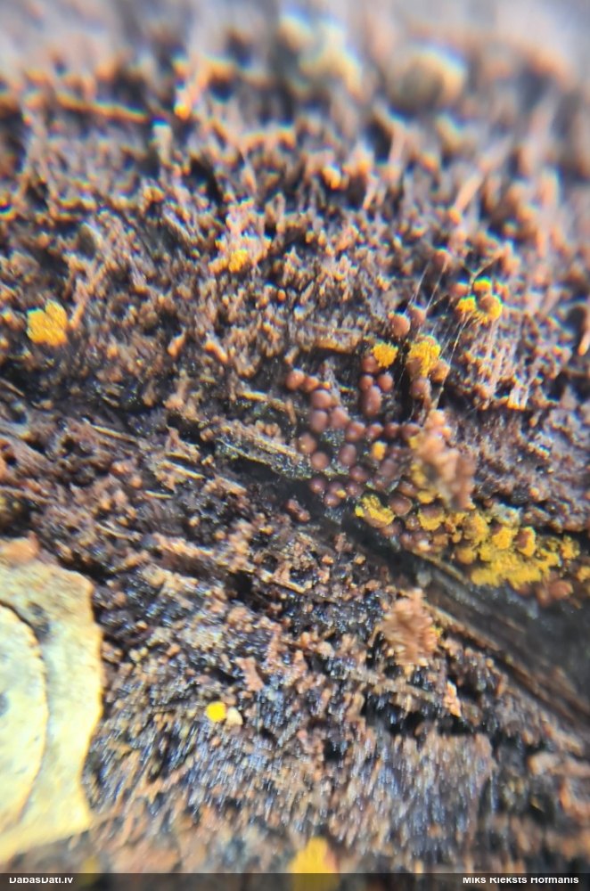 Kārpainā mizaine