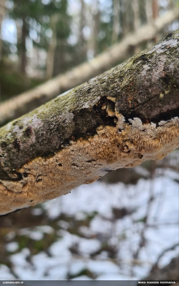 Klājeniska sēne (nenoteikta)