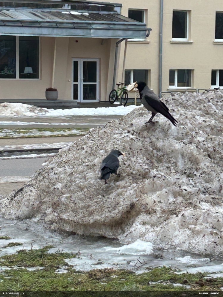 галка