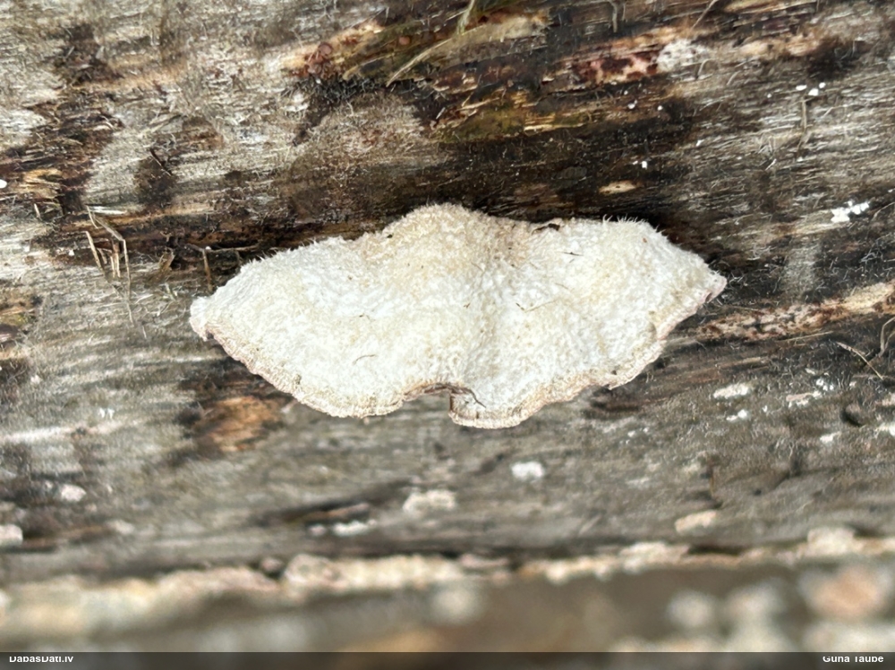 Common Split Gill