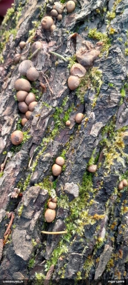 Vilkpienaine (nenoteikta)