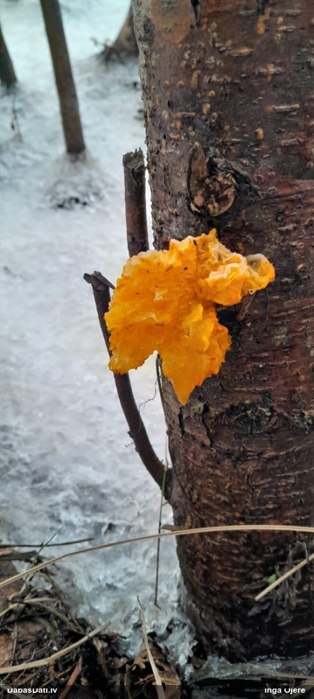 оранжевая, пленчатая дрожалка
