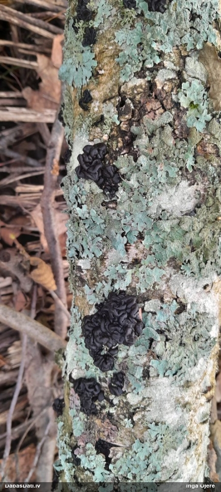 Black Jelly Roll