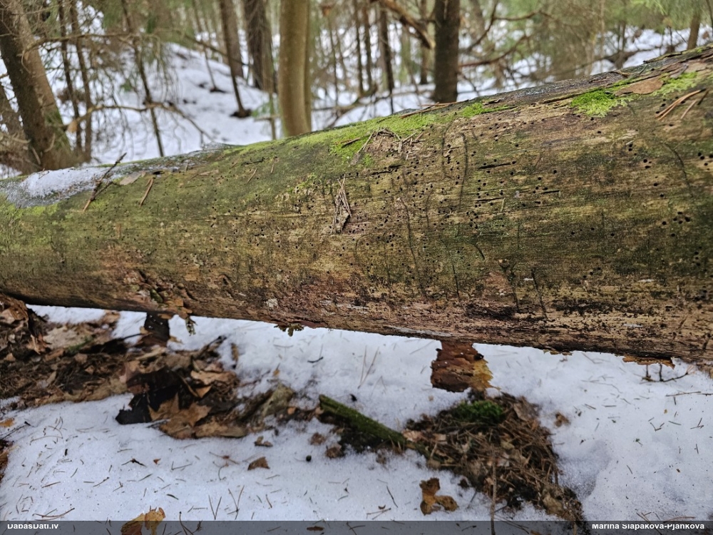 Cilindrīšu dzimtas gļotsēne (nenoteikta)