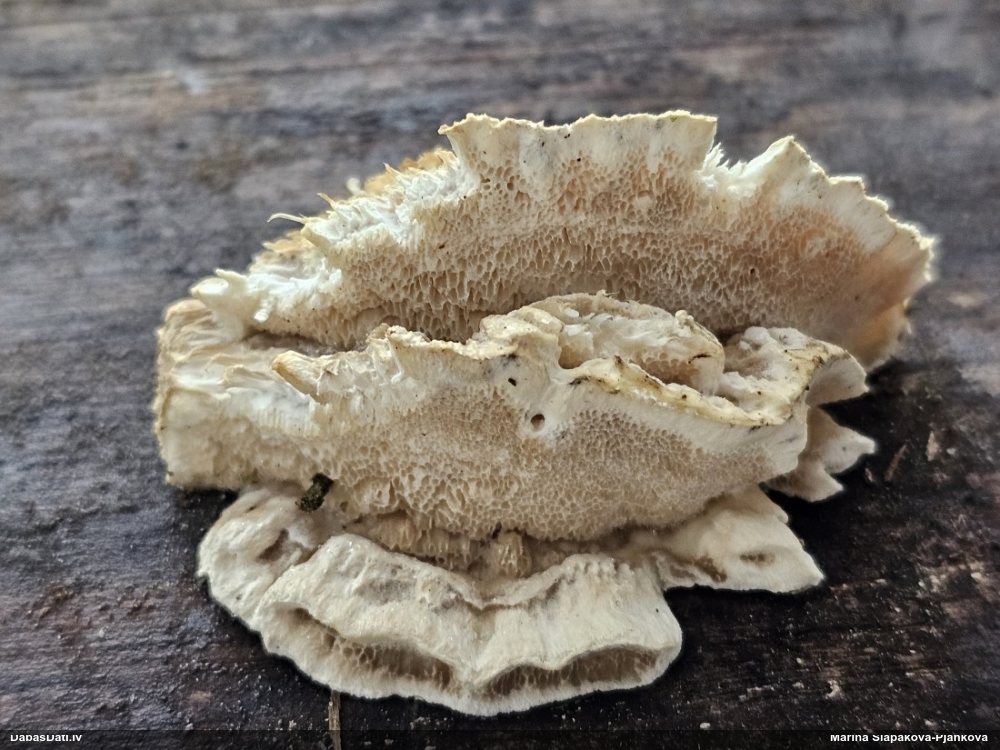 Piepe (nenoteikta)