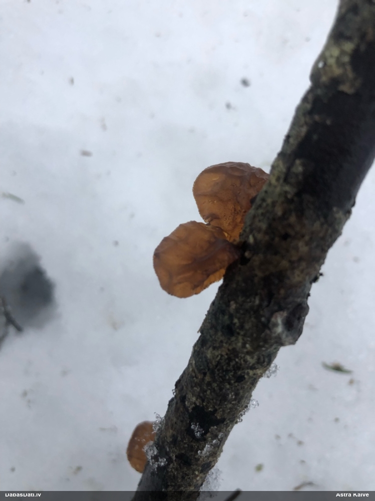 Saplacinātā eksīdija